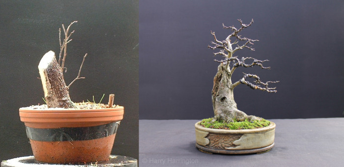 hawthorn bonsai